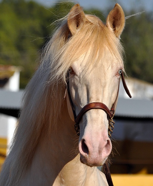 ¿Por qué el caballo?